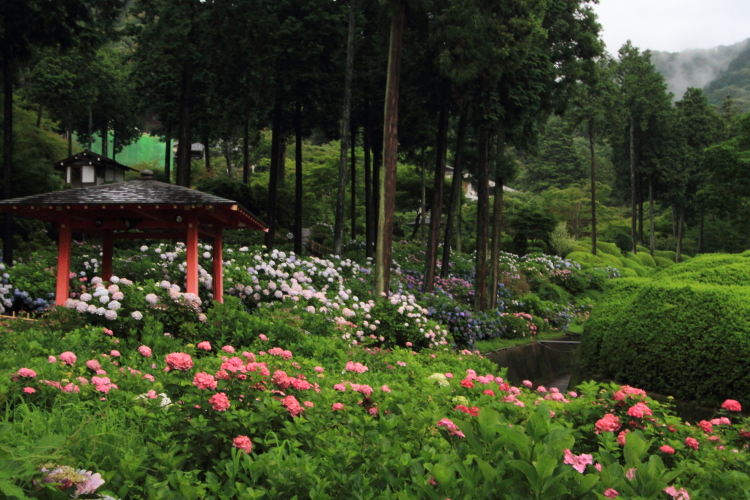 三室戸寺_e0051888_21343342.jpg
