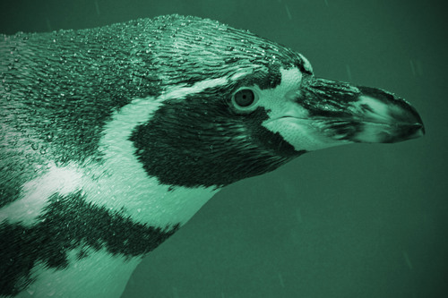 フンボルトペンギン：Humboldt penguin_b0249597_852618.jpg