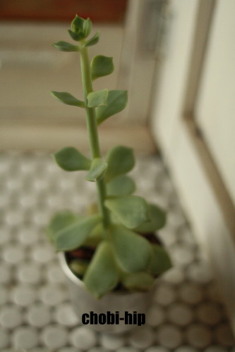 c0190900_14331336.jpg