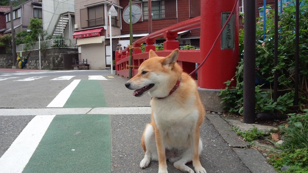 極楽寺八雲神社の例祭　其の壱_a0233202_1343870.jpg