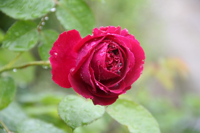a0123003_21551461.jpg