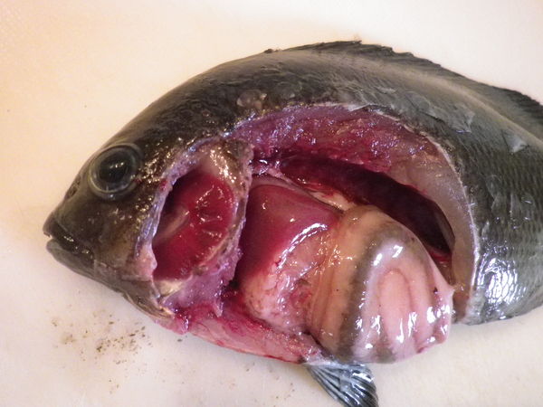 魚の解剖ごっこ 35の朝color