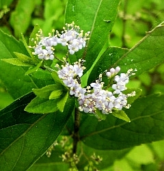 e0098908_2224156.jpg