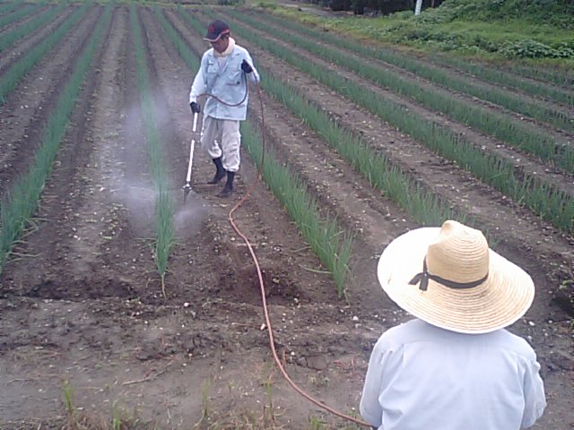 白ネギの病虫害防除の農薬散布して２日後に土寄せでした_f0231709_2322771.jpg