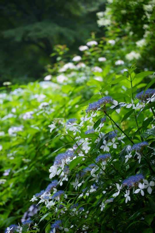 神戸市立森林植物園の睡蓮_e0177413_1751390.jpg