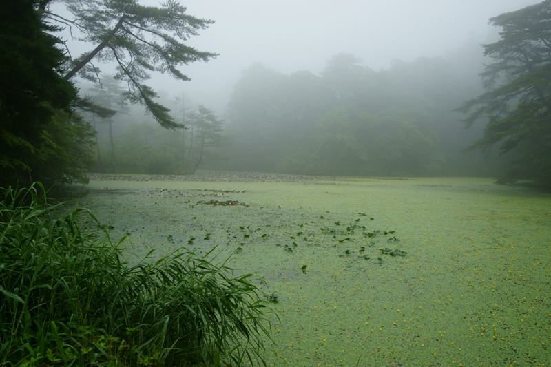 神戸市立森林植物園の睡蓮_e0177413_1883865.jpg