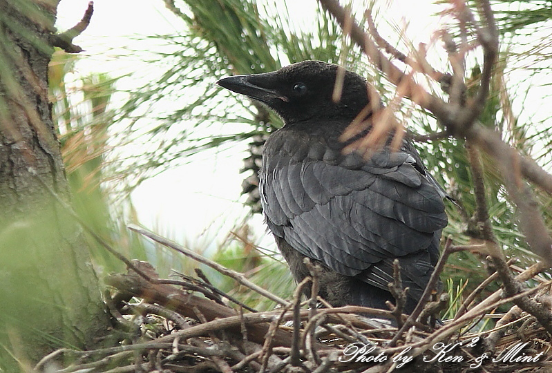 可愛い～♪「カラスの子」ハシボソガラスさん♪_e0218518_1842125.jpg