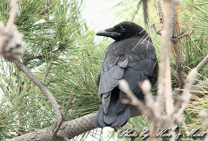 可愛い カラスの子 ハシボソガラスさん ケンケン ミントの鳥撮りlife