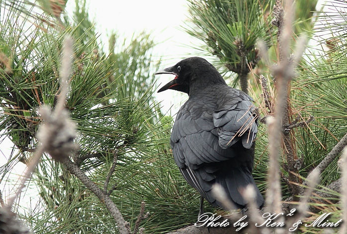 可愛い～♪「カラスの子」ハシボソガラスさん♪_e0218518_18423144.jpg