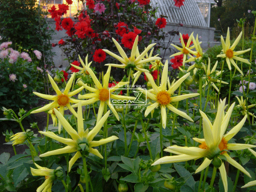 b0160123_14394745.gif
