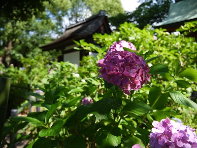 見納め　　　～藤森神社（京都）～_c0235725_23281117.jpg