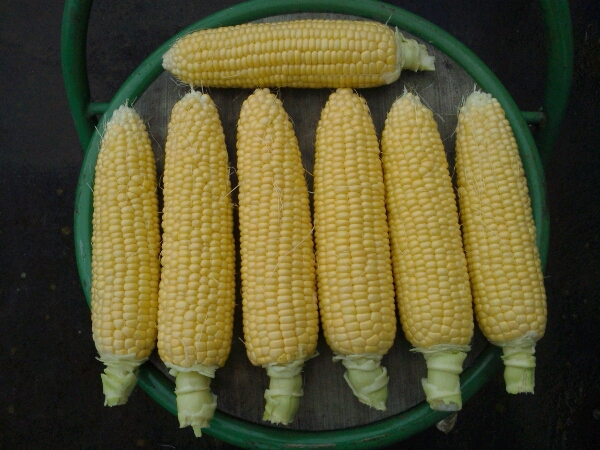 c0246826_831619.jpg