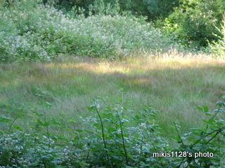 f0045736_6455557.jpg