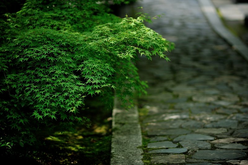 ikkyu-ji (酬恩庵一休寺) 　Ⅱ_c0118545_22193985.jpg