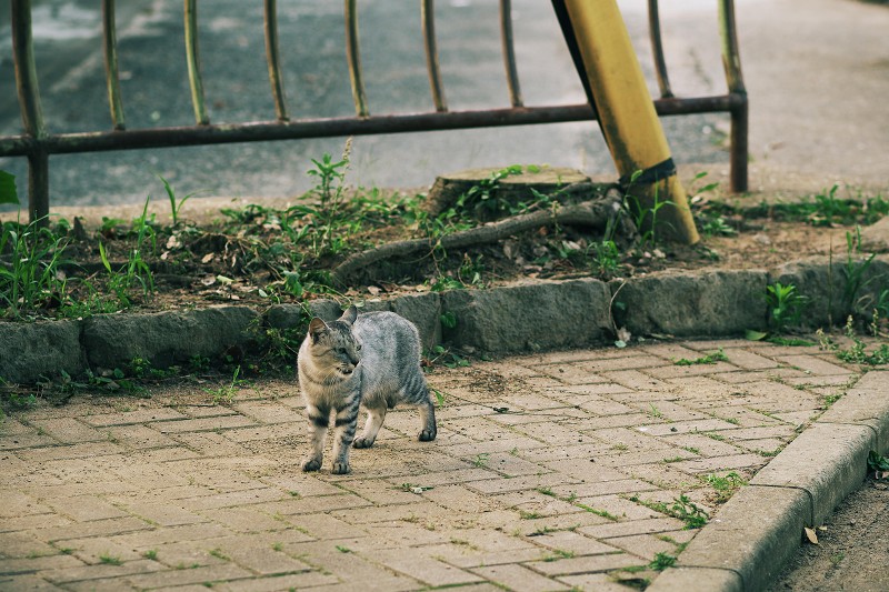 （インプレ2） M.ZUIKO DIGITAL ED 75mm F1.8_f0002946_22154075.jpg