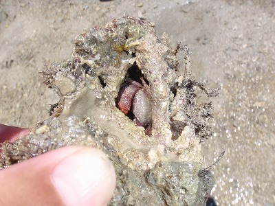 c0180460_1145777.jpg