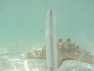 c0180460_1203357.jpg