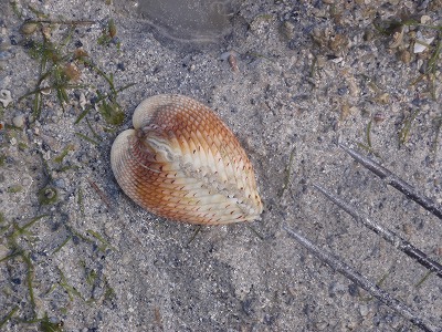 c0180460_12585886.jpg