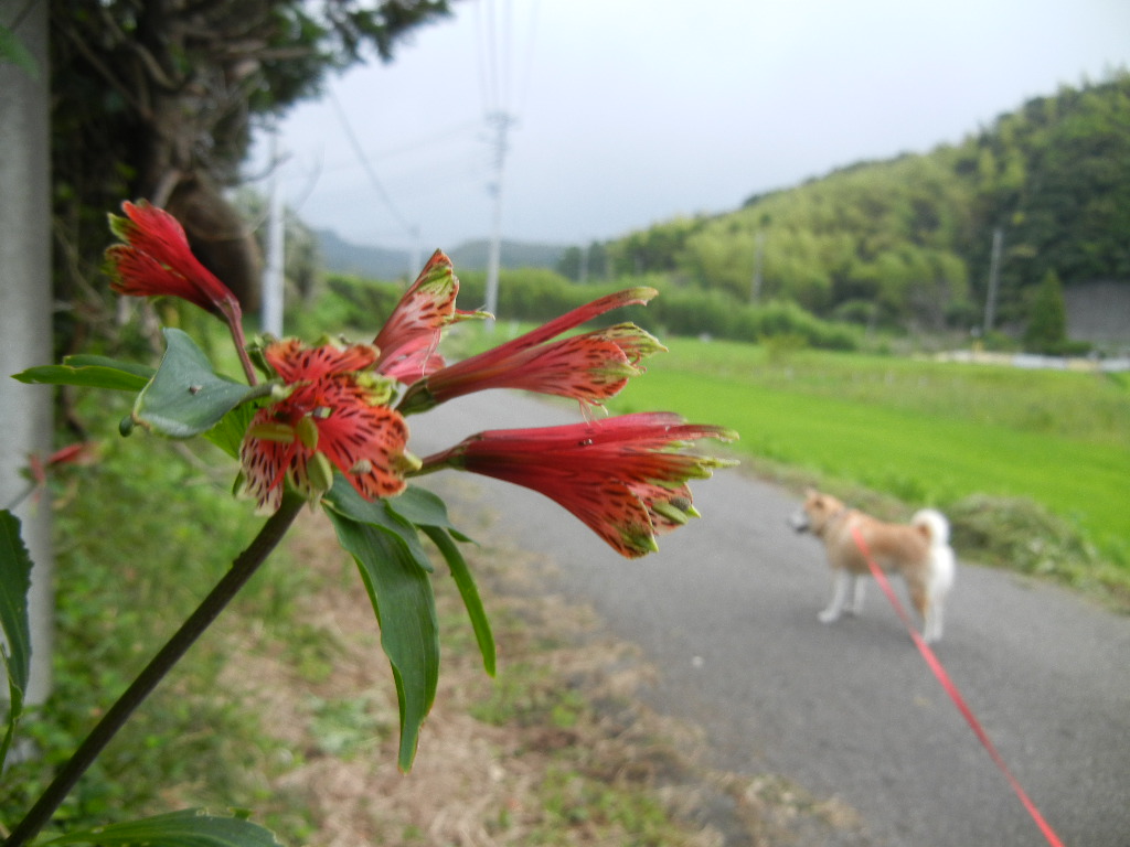 ’１２，７，８（日）赤紫の花とパパご飯！_f0060461_8423438.jpg