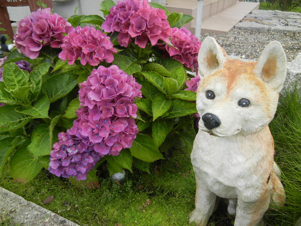 ’１２，７，８（日）赤紫の花とパパご飯！_f0060461_96624.jpg