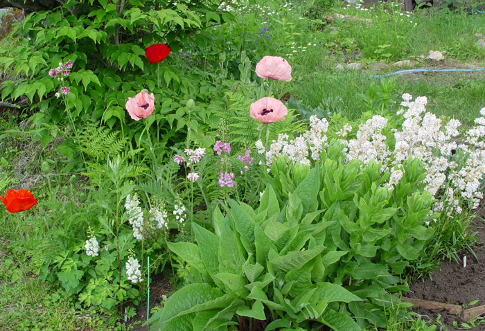 今日の庭の様子 Today S K S Garden