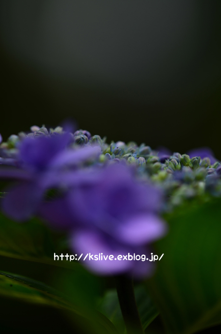a0220782_911627.jpg
