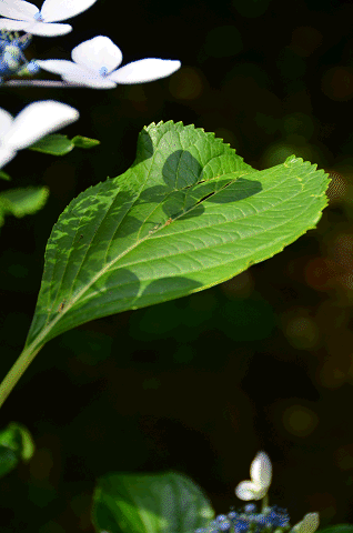 a0275782_21403785.gif