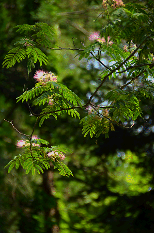 a0275782_9134876.gif