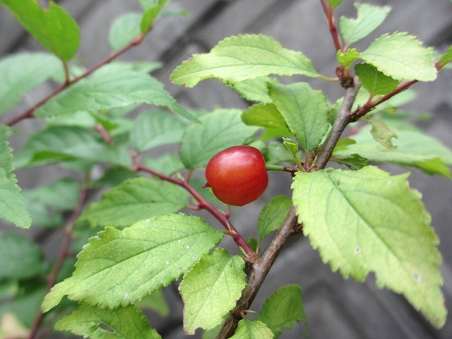 b0182884_334868.jpg