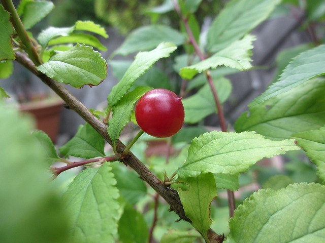 b0182884_34112.jpg