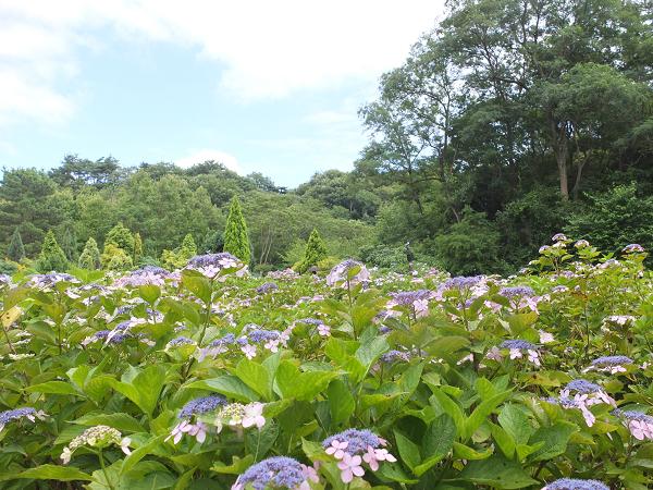 今日の夕陽 と 六甲の紫陽花散歩_c0046587_22251383.jpg