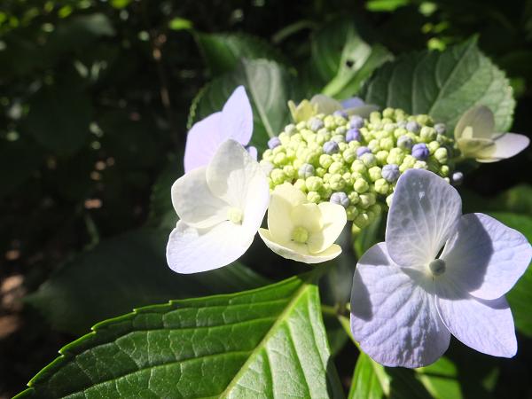 今日の夕陽 と 六甲の紫陽花散歩_c0046587_22284377.jpg