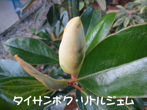 タイサンボク リトルジェム もうすぐ開花 田中園 Blog Tanakaen Jp Web Magazine タイサンボク リトルジェム もうすぐ開花 田中園 Blog Tanakaen Jp Web Magazine