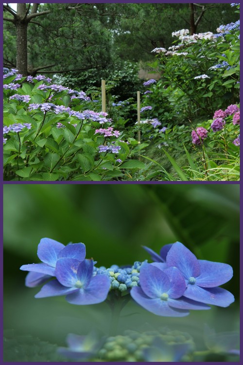 鎌倉の紫陽花！・・・円覚寺・妙本寺・建長寺　　　_d0025894_19173778.jpg