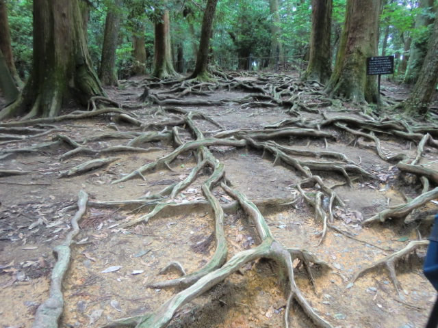 鞍馬寺から貴船神社　ハイキング_b0044296_23332355.jpg