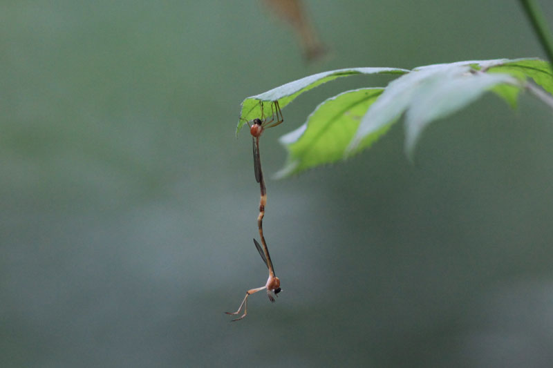 赤い小さな虫がよく飛んでいます 昆虫ブログ むし探検広場 赤い小さな虫がよく飛んでいます 昆虫ブログ むし探検広場