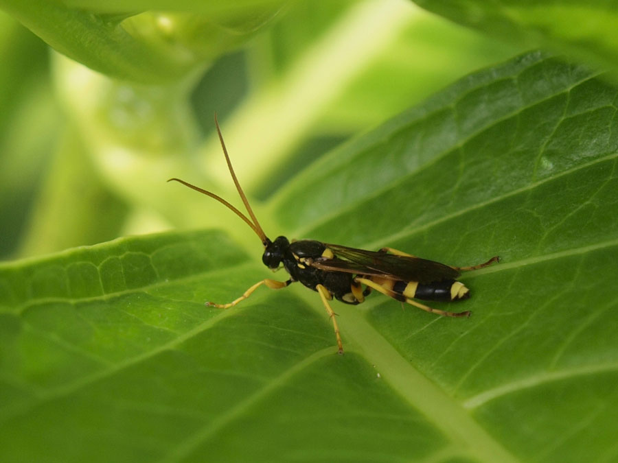 アジサイの葉のうえに休む虫 昆虫ブログ むし探検広場 アジサイの葉のうえに休む虫 昆虫ブログ むし探検広場