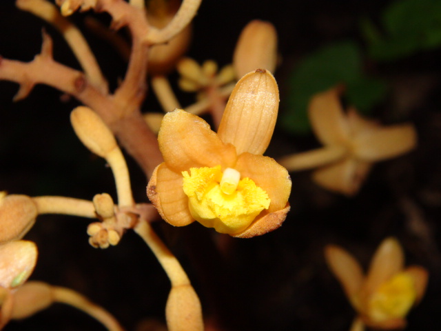 ツチアケビ （土木通）の花…2014/7/13_f0231709_1135970.jpg