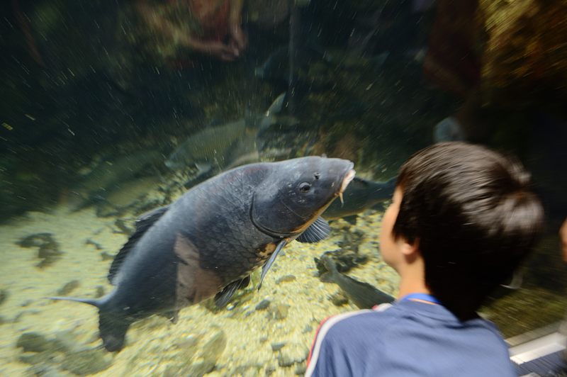 雨の日の京都水族館_f0032011_20221666.jpg