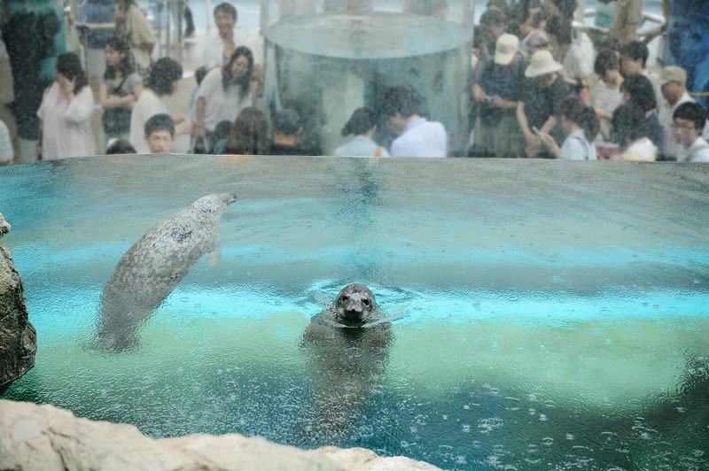 雨の日の京都水族館_f0032011_20224979.jpg