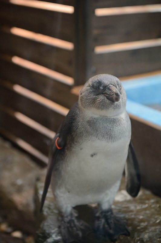 雨の日の京都水族館_f0032011_20231139.jpg