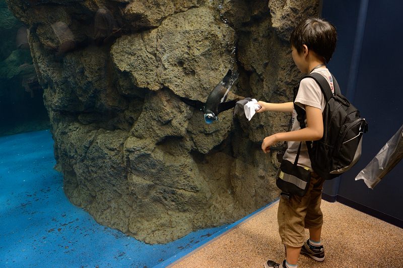 雨の日の京都水族館_f0032011_20232861.jpg