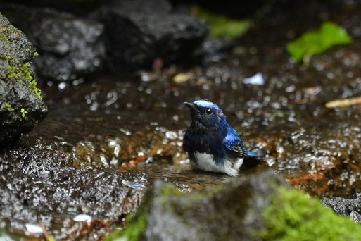 2012　07　09　水場での鳥達　オオルリ若_d0127815_1223780.jpg