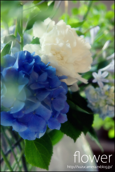 夏へ_f0100215_0355575.jpg