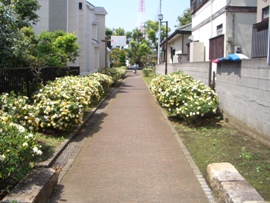 大山道 田村通り in 寒川_d0240916_18184428.jpg