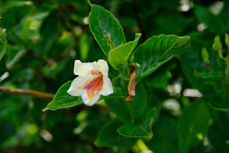 羊蹄山のお花　2012.7.8_a0145819_1453521.jpg