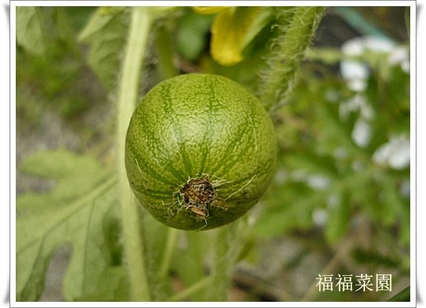 メロンとスイカが受粉してました 福福菜園