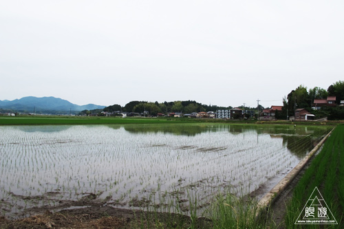 239 松江市浜佐田町 ～コウノトリがやってきた～_c0211532_22491480.jpg