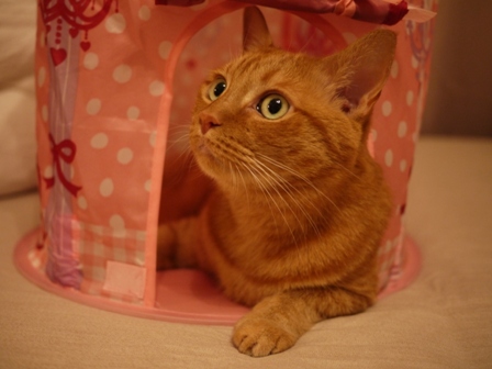 プリンセスミニテント猫 しぇる編。_a0143140_19151359.jpg