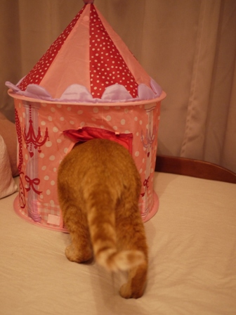 プリンセスミニテント猫 しぇる編。_a0143140_1983333.jpg